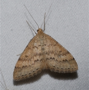 Scopula rubraria at Freshwater Creek, VIC - 18 Feb 2021