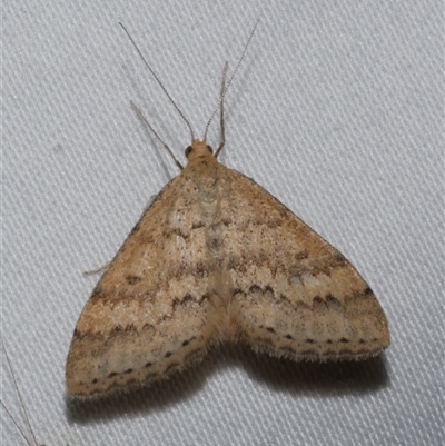 Scopula rubraria (Reddish Wave, Plantain Moth) at Freshwater Creek, VIC - 18 Feb 2021 by WendyEM