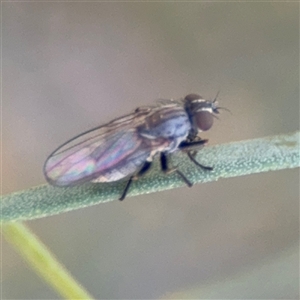 Muscidae (family) at Dickson, ACT - 13 Oct 2024 03:01 PM