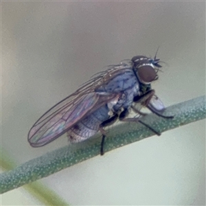 Muscidae (family) at Dickson, ACT - 13 Oct 2024