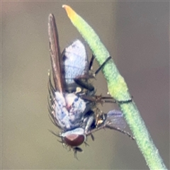 Muscidae (family) at Dickson, ACT - 13 Oct 2024 03:01 PM