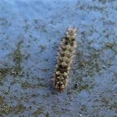 Halone (genus) at Dickson, ACT - 13 Oct 2024 02:57 PM