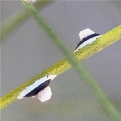 Pseudozaphanera wariensis (A whitefly) at Dickson, ACT - 13 Oct 2024 by Hejor1