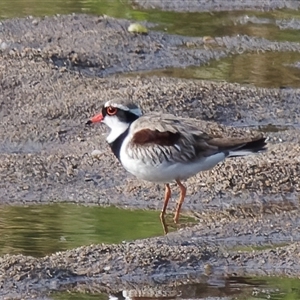 Charadrius melanops at Tharwa, ACT - 13 Oct 2024