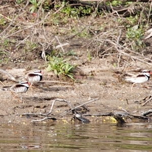 Charadrius melanops at Tharwa, ACT - 13 Oct 2024 04:25 PM