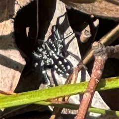 Nyssus albopunctatus (White-spotted swift spider) at Dickson, ACT - 13 Oct 2024 by Hejor1