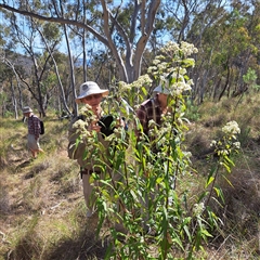 Olearia lirata (Snowy Daisybush) at Hackett, ACT - 13 Oct 2024 by abread111