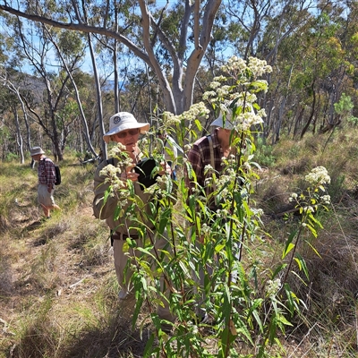 Olearia lirata (Snowy Daisybush) at Hackett, ACT - 13 Oct 2024 by abread111