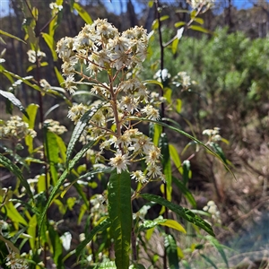 Olearia lirata at Hackett, ACT - 13 Oct 2024