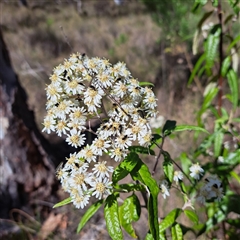 Olearia lirata at Hackett, ACT - 13 Oct 2024