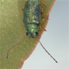 Edusella sp. (genus) (A leaf beetle) at Dickson, ACT - 13 Oct 2024 by Hejor1