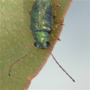 Edusella sp. (genus) at Dickson, ACT - 13 Oct 2024