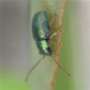 Edusella sp. (genus) at Dickson, ACT - 13 Oct 2024