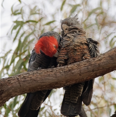 Callocephalon fimbriatum (Gang-gang Cockatoo) at Tharwa, ACT - 13 Oct 2024 by RomanSoroka