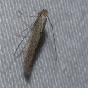 Bedellia somnulentella (Sweet Potato Leaf Miner) at Freshwater Creek, VIC by WendyEM