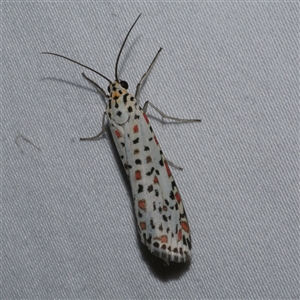 Utetheisa pulchelloides (Heliotrope Moth) at Freshwater Creek, VIC by WendyEM