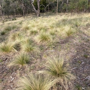 Nassella trichotoma at Hackett, ACT - 13 Oct 2024