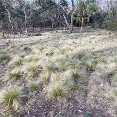 Nassella trichotoma at Hackett, ACT - 13 Oct 2024