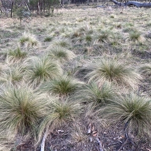 Nassella trichotoma at Hackett, ACT - 13 Oct 2024