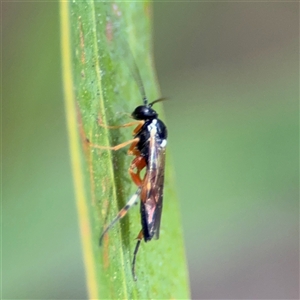 Ichneumonidae (family) at Dickson, ACT - 13 Oct 2024