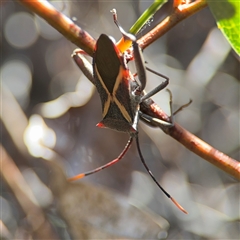 Mictis profana (Crusader Bug) at Dickson, ACT - 13 Oct 2024 by Hejor1