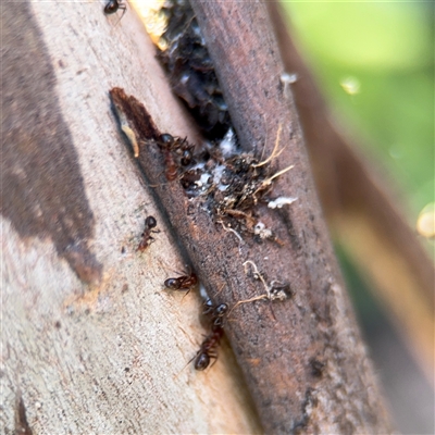 Papyrius sp. (genus) (A Coconut Ant) at Dickson, ACT - 13 Oct 2024 by Hejor1