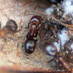 Papyrius sp. (genus) at Dickson, ACT - suppressed