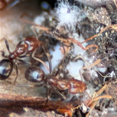 Papyrius sp. (genus) at Dickson, ACT - suppressed