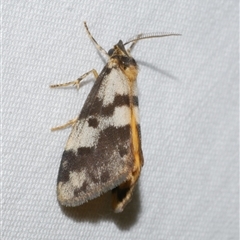 Anestia ombrophanes (Anestia ombrophanes) at Freshwater Creek, VIC - 18 Feb 2021 by WendyEM