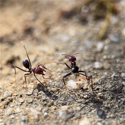 Iridomyrmex purpureus (Meat Ant) at Dickson, ACT - 13 Oct 2024 by Hejor1