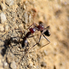 Iridomyrmex purpureus at Dickson, ACT - 13 Oct 2024 03:09 PM