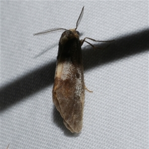 Anestia semiochrea at Freshwater Creek, VIC - 18 Feb 2021