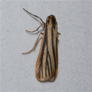 Phaeophlebosia furcifera (Forked Footman) at Freshwater Creek, VIC by WendyEM