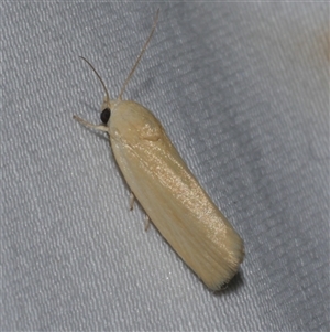 Earias chlorodes at Freshwater Creek, VIC - 18 Feb 2021