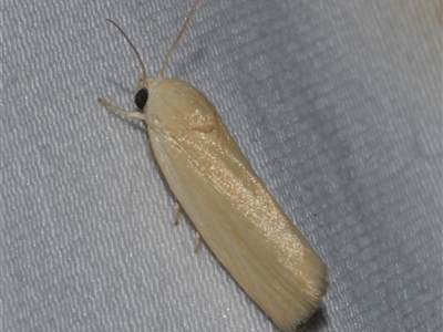 Earias chlorodes (Pale Earias) at Freshwater Creek, VIC - 18 Feb 2021 by WendyEM