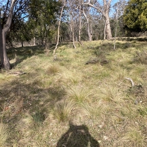 Nassella trichotoma at Hackett, ACT - 13 Oct 2024