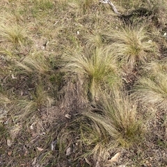 Nassella trichotoma at Hackett, ACT - 13 Oct 2024