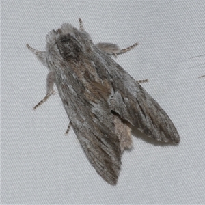 Destolmia lineata at Freshwater Creek, VIC - 19 Feb 2021