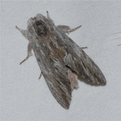 Destolmia lineata (Streaked Notodontid Moth) at Freshwater Creek, VIC - 18 Feb 2021 by WendyEM