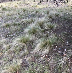 Nassella trichotoma at Hackett, ACT - 13 Oct 2024