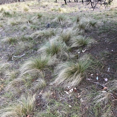 Nassella trichotoma (Serrated Tussock) at Hackett, ACT - 13 Oct 2024 by waltraud