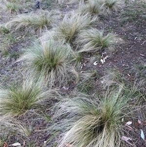 Nassella trichotoma at Hackett, ACT - 13 Oct 2024