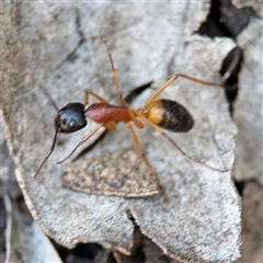 Camponotus consobrinus (Banded sugar ant) at Dickson, ACT - 13 Oct 2024 by Hejor1