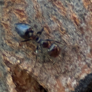 Crematogaster sp. (genus) at Dickson, ACT - 13 Oct 2024 01:55 PM