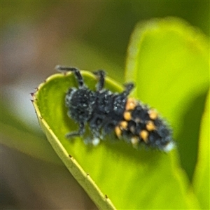 Harmonia conformis at Dickson, ACT - 13 Oct 2024 01:51 PM