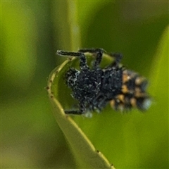 Harmonia conformis at Dickson, ACT - 13 Oct 2024