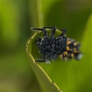 Harmonia conformis at Dickson, ACT - 13 Oct 2024 01:51 PM