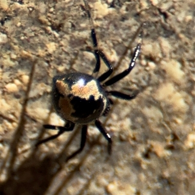 Euryopis splendens (Splendid tick spider) at Dickson, ACT - 13 Oct 2024 by Hejor1