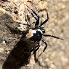 Euryopis splendens at Dickson, ACT - 13 Oct 2024