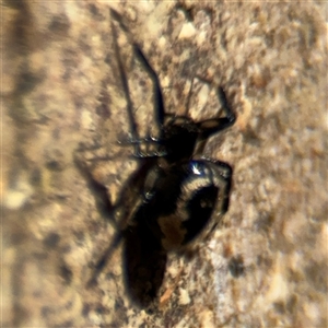 Euryopis splendens at Dickson, ACT - 13 Oct 2024